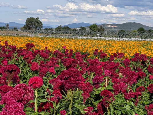 fields of flowers