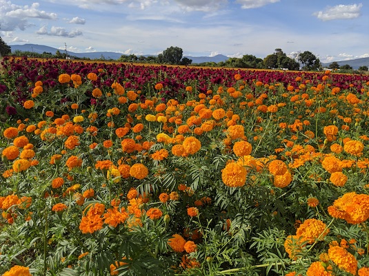more fields of flowers
