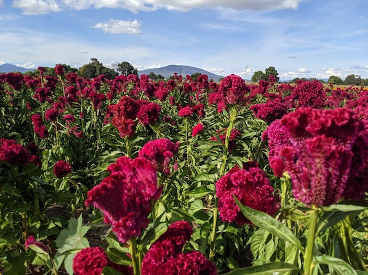 more flowers