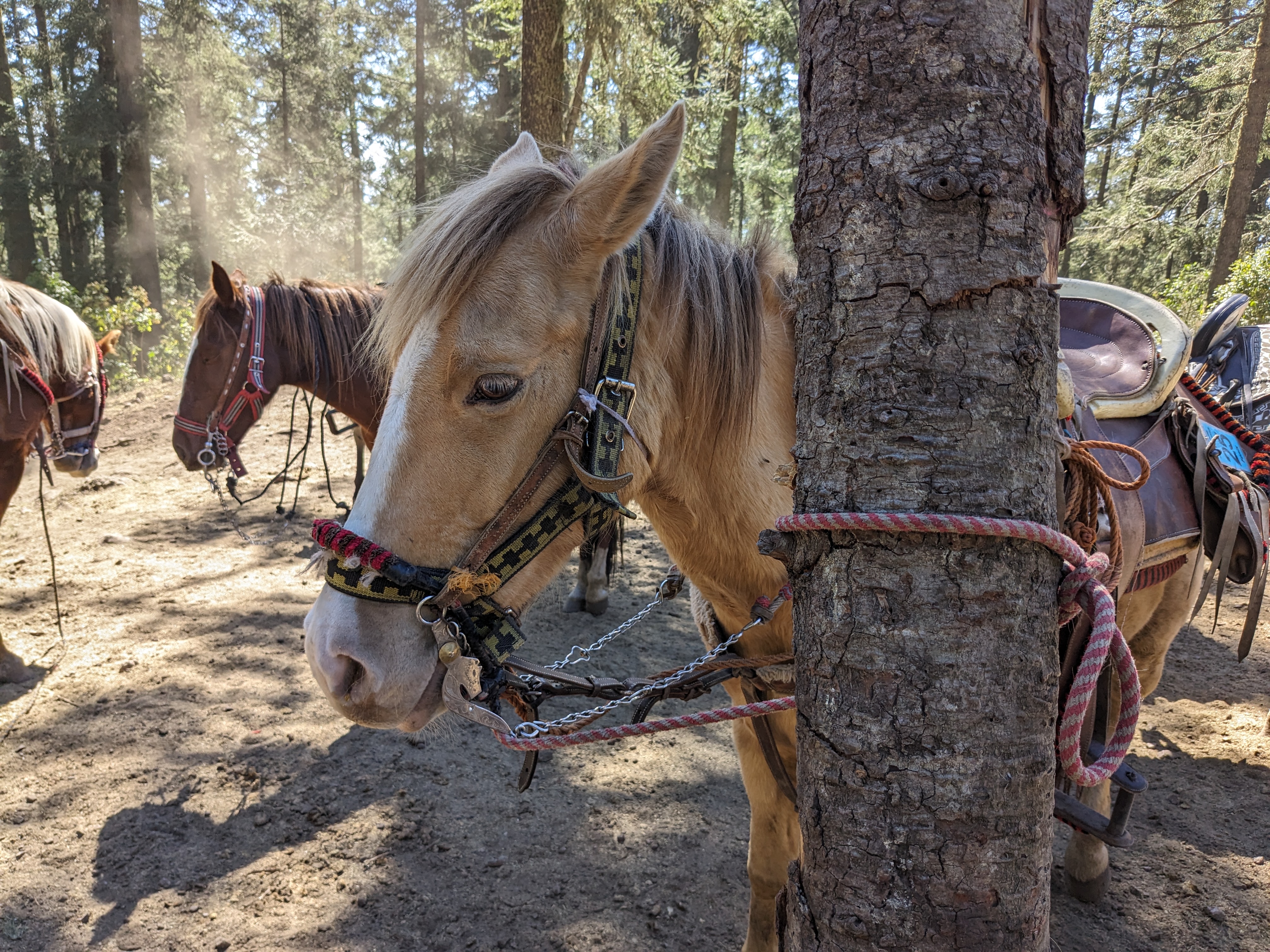 Horse