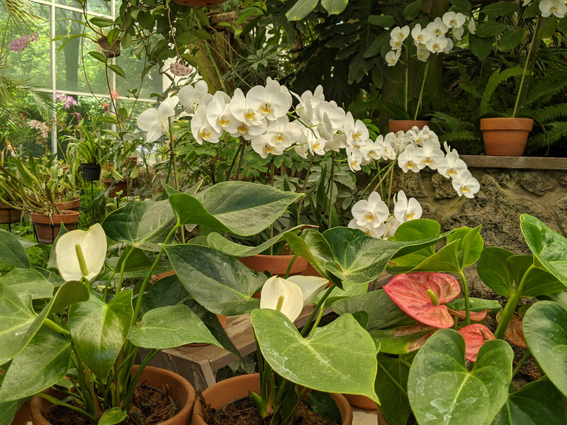 White orchid